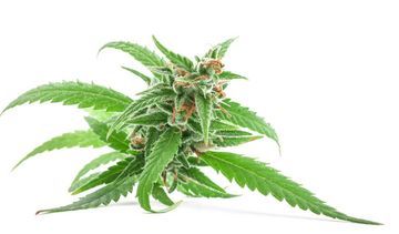 Konopie siewne – właściwości lecznicze, działanie i zastosowanie