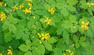 Jaskółcze ziele na kurzajki, na skórę, a nawet na raka. Właściwości glistnika