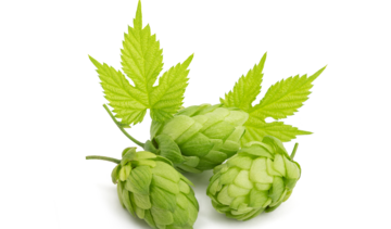 Chmiel zwyczajny – właściwości lecznicze, działanie, zastosowanie