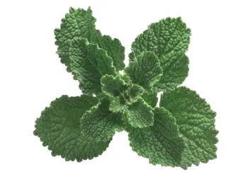 Szanta zwyczajna może okazać się pomocna w problemach układu pokarmowego, infekcjach bakteryjnych i wirusowych, a także nadciśnieniu i zaburzeniach sercowo-naczyniowych. /Fot. Adobe Stock