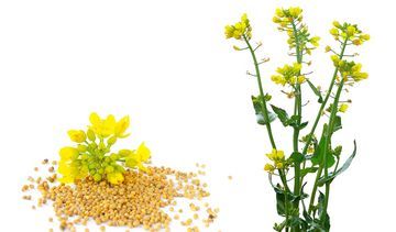 Gorczyca biała – właściwości lecznicze, działanie i zastosowanie. Woreczki z gorczycą białą na skórę