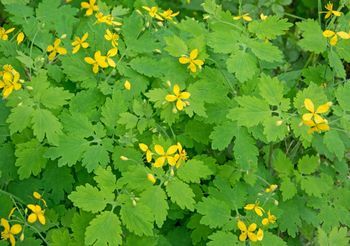 Glistnik jaskółcze ziele rośnie na skrajach lasów i nieużytkach. Wypełniającym łodygę jaskółczego ziela sokiem smarowano kurzajki, by się ich pozbyć.