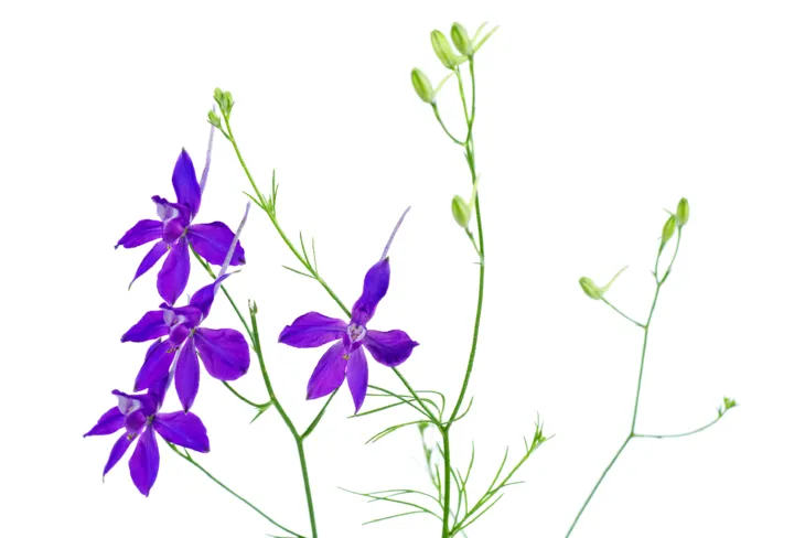 Ostróżeczkę polną stosuje się głównie zewnętrznie w postaci płynów na skórę, maści i żeli hamujących rozwój pasożytów, w tym pcheł i wszy. / Fot. Adobe Stock