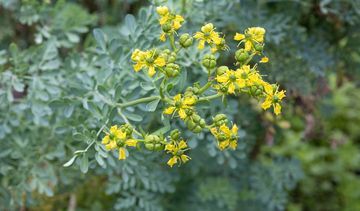Ruta zwyczajna – właściwości lecznicze, działanie i zastosowanie