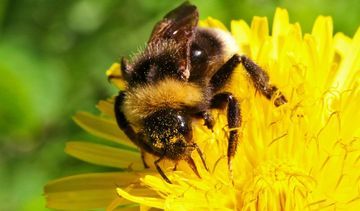Ugryzienie trzmiela – jak radzić sobie w przypadku alergii?