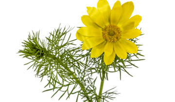 Miłek wiosenny – właściwości lecznicze, działanie i zastosowanie