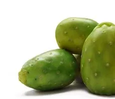 Opuncja figowa – właściwości lecznicze, działanie i zastosowanie