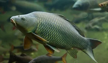 Karp – zdrowszy w galarecie niż smażony. Jakie wartości odżywcze ma karp?