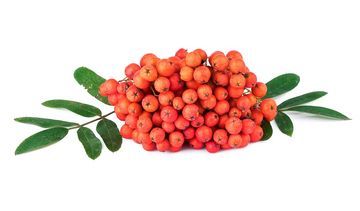 Jarząb pospolity – właściwości lecznicze, działanie i zastosowanie