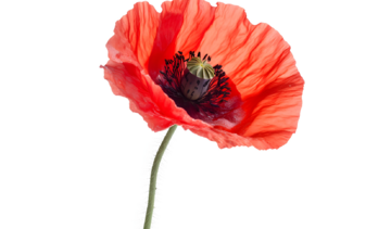 Mak polny – właściwości lecznicze, działanie i zastosowanie