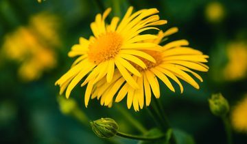 Arnika – właściwości lecznicze i upiększające. Dlaczego maść z arniki stosuje się na opuchliznę?