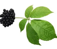 Eleuterokok – właściwości lecznicze, działanie i zastosowanie