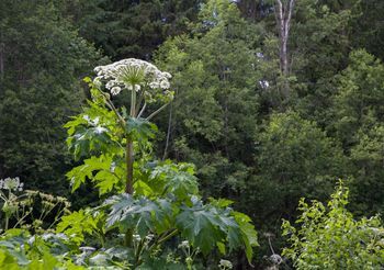 Barszcz Sosnowskiego przypomina ogromny koper: dorasta do 4 m wysokości a baldachowate białe kwiaty mogą mieć nawet 50 cm średnicy.
