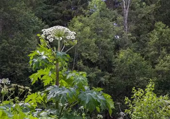 Barszcz Sosnowskiego przypomina ogromny koper: dorasta do 4 m wysokości a baldachowate białe kwiaty mogą mieć nawet 50 cm średnicy.