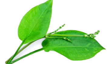 Bobrek trójlistkowy – właściwości lecznicze, działanie, zastosowanie