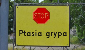 Ptasia grypa – co musisz o niej wiedzieć?