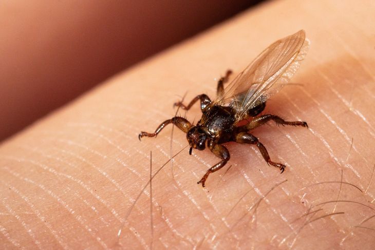 Latające kleszcze to potoczna nazwa strzyżaków sarnich. Owady te jednak bardziej przypominają muchy: mają ok. 6 mm długości, są podłużne, brązowe, mają 3 pary odnóży czepnych i skrzydła, które odrzucają po wylądowaniu na skórze żywiciela.