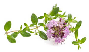 Macierzanka – właściwości lecznicze, działanie i zastosowanie