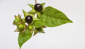 Wilcza jagoda (pokrzyk) – właściwości lecznicze, działanie i zastosowanie