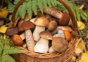 Grzyby leśne są zdrowe, zwłaszcza borowiki, koźlarze, kurki i maślaki.