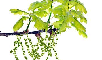 Dąb – właściwości lecznicze, działanie i zastosowanie