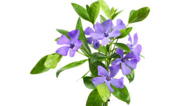 Barwinek pospolity – właściwości lecznicze, działanie, zastosowanie. Czy jest trujący?