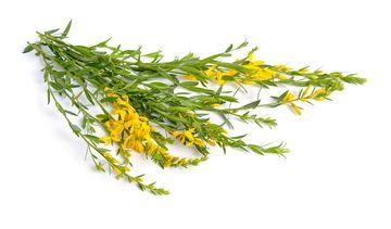 Janowiec barwierski – właściwości lecznicze, działanie i zastosowanie