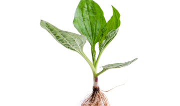 Babka zwyczajna – właściwości lecznicze, działanie i zastosowanie. Czy pomaga na rzucenie palenia?