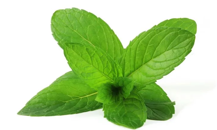 Mięta pieprzowa wykazuje działania przeciwbakteryjne, przeciwwirusowe, uspokajające i odkażające / Fot. Adobe Stock