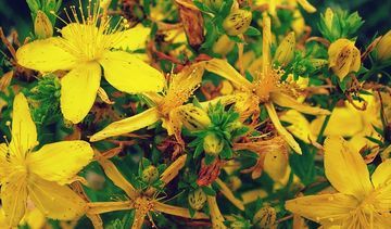 Fitoterapia sposobem na alergie