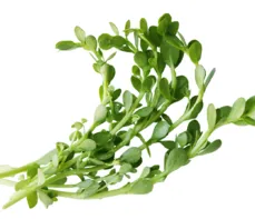 Bakopa – właściwości lecznicze, działanie, zastosowanie