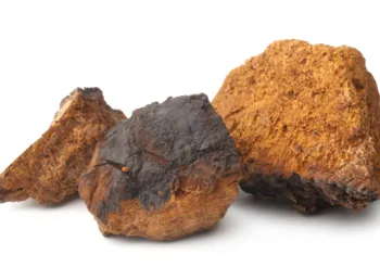 Błyskoporek podkorowy, określany również jako chaga. Napar z chagi łagodzi dolegliwości układu trawiennego, pomaga przy wrzodach żołądka i dwunastnicy oraz ma właściwości przeciwbakteryjne i przeciwpasożytnicze. / Fot. Adobe Stock