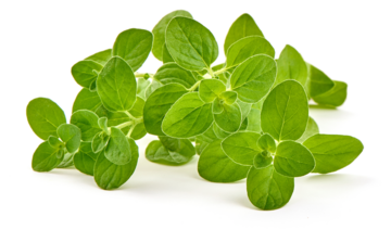 Lebiodka majeranek – właściwości lecznicze, działanie i zastosowanie