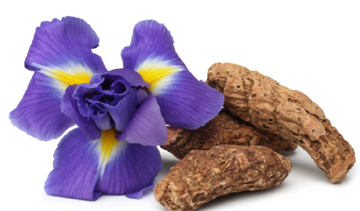 Kosaciec – właściwości lecznicze, działanie i zastosowanie