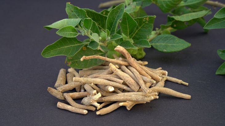 Ashwaghandha nazywana jest królową adaptogenów. Jej owoce i korzenie są źródłem: alkaloidów, witanolidów, sitoinozydów oraz saponin. Fot. Adobe Stock. Ashwaganda, a właściwie witania ospała (Withania somnifera), zwana też żeń-szeniem indyjskim, to niewielki krzew występujący naturalnie w klimacie tropikalnym i subtropikalnym. Jej owoce oraz korzenie są źródłem cennych biologicznie związków: alkaloidów, witanolidów, sitoinozydów oraz saponin. Przez niektórych ashwaghandha nazywana jest królową adaptogenów.