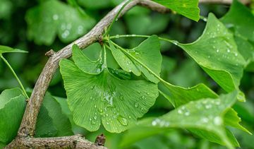 Miłorząb japoński (Ginkgo biloba) – wachlarz właściwości zdrowotnych