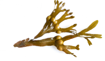 Morszczyn pęcherzykowaty – właściwości lecznicze, działanie i zastosowanie