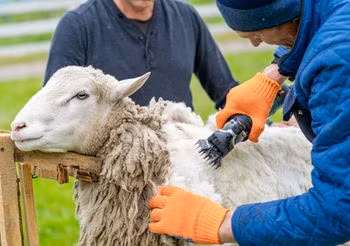 Uczulenie na wełnę może wynikać z drażnienia skóry przez grube włókna wełny, np. owczej.
