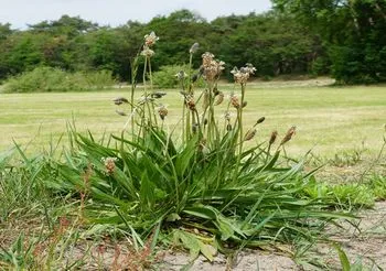 Babka lancetowata ma podłużne liście z wyraźnym równoległym unerwieniem. Z kępy liści wyrastają pędy z pękatymi kłosami.