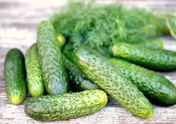 świeże ogórki gruntowe