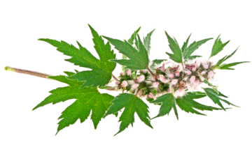 Serdecznik pospolity – właściwości lecznicze, działanie, zastosowanie