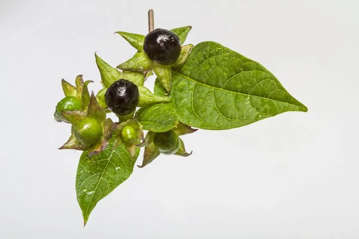 Pokrzyk wilcza jagoda (atropa belladonna) jest trująca.