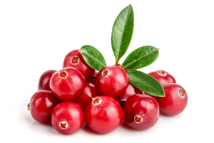 Borówka brusznica jest źródłem witaminy A, C oraz witamin z grupy B. Znajduje się w niej wapń, potas, żelazo, fosfor i magnez. /Fot. Adobe Stock