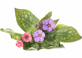 Substancje aktywne Miodunki plamistej rozrzedzają zalegającą w płucach wydzieliną i powlekają drogi oddechowe ochronnym śluzem. /Fot. Adobe Stock