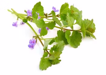 Kurdybanek zalecany jest na dolegliwości ze strony układu pokarmowego / Fot. Adobe Stock