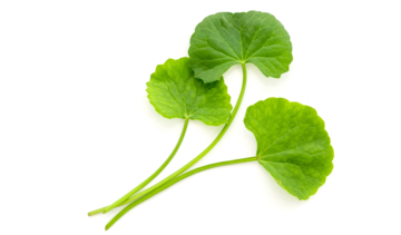 Centella asiatica (wąkrotka azjatycka) – właściwości lecznicze, działanie, zastosowanie. Na co pomaga?