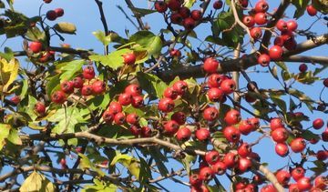 Głóg - właściwości kwiatów i owoców głogu