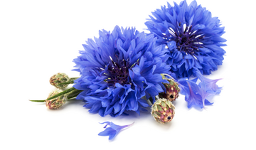 Chaber bławatek – właściwości lecznicze, działanie, zastosowanie. Na co pomaga?