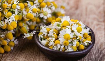 Rumianek – poznaj cenne właściwości drobnych kwiatków