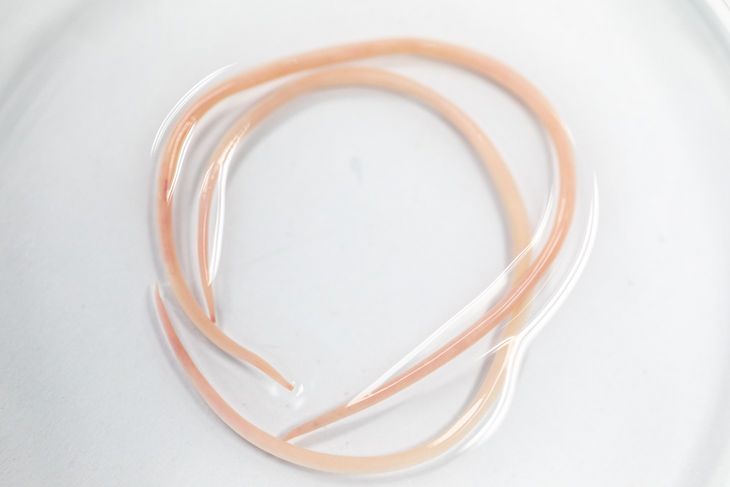 Glista ludzka, czyli Ascaris lumGlista ludzka jest podłużna i cienka, zwykle jest barwy różowawej. Dorosłe osobniki dochodzą nawet do 50 cm długości. Fot. Adobe Stock.